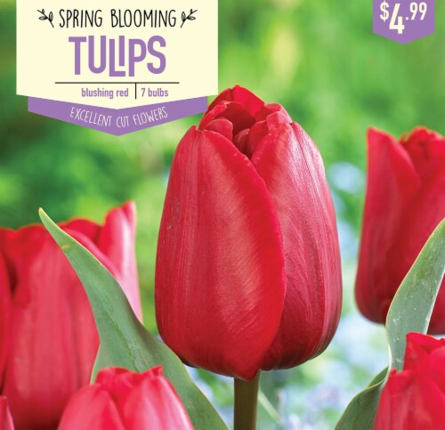 Garden State Bulb Tulip Blushing Red Bulbs 7 Count 7 Ct Smiths Food