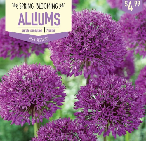 Garden State Bulb Allium Purple Sensation Bulbs 7 Count 7 Ct Smiths