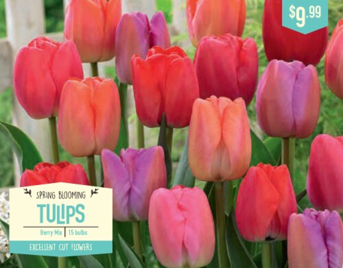 Garden State Bulb Tulip Berry Mixed Flower Bulbs 1 Ct Fred Meyer