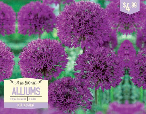 Garden State Bulb Allium Purple Sensation Flower Bulbs Ct Kroger