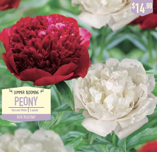 Garden State Bulb Summer Blooming Peony Red And White 2 Ct Kroger