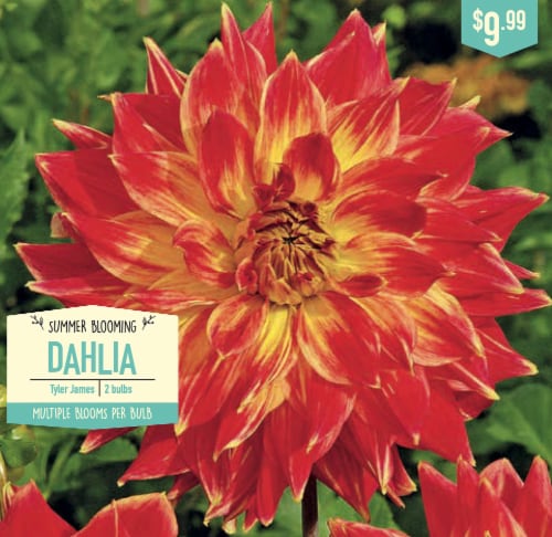 Garden State Bulb Summer Blooming Dahlia Bulbs Tyler James Ct Kroger