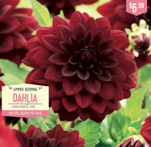 Garden State Bulb Summer Blooming Dahlia Bulb Arabian Night Ct