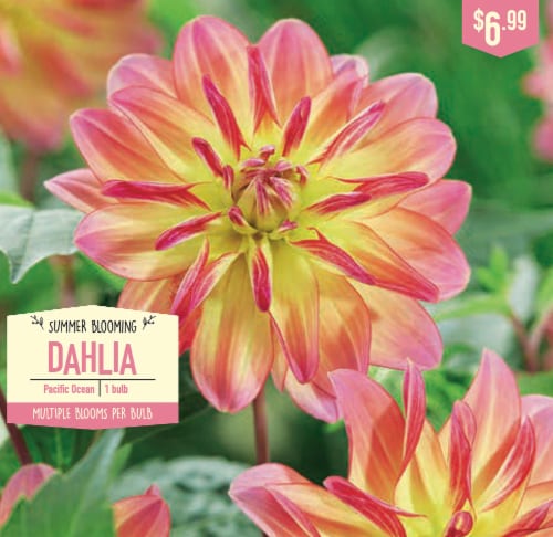 Garden State Bulb Summer Blooming Dahlia Bulbs Pacific Ocean Ct