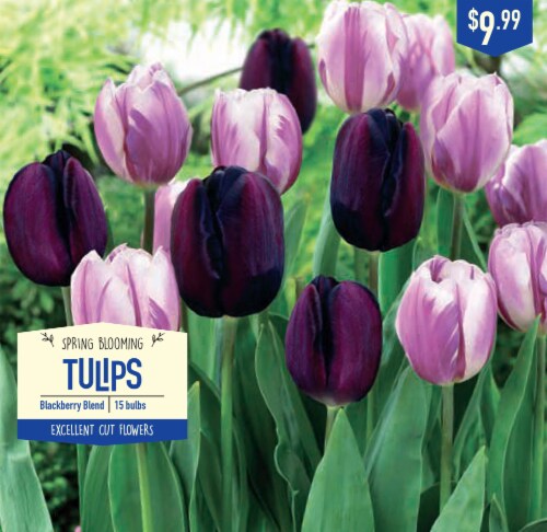 Garden State Bulb Tulip Blackberry Blend Bulbs 15 Ct Kroger