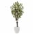 5 Feet Olive Tree In White Oval Planter 1 Unit Smiths Food And Drug